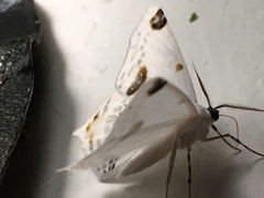 Sericoptera mahometaria