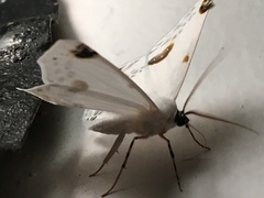 Sericoptera mahometaria