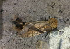 Dudusa synopla