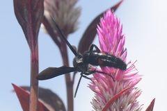 Scolia fasciatopunctata