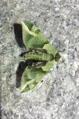 Callambulyx tatarinovii