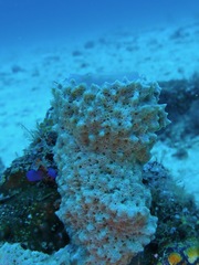 Mycale regularis