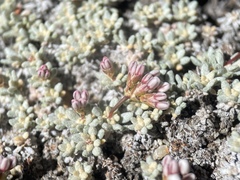 Eriogonum wrightii olanchense