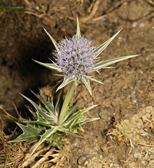 Eryngium glaciale
