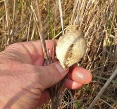 Tenodera superstitiosa