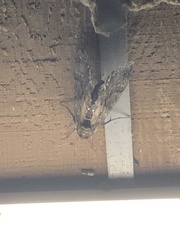 Agrius cingulata