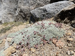 Eriogonum wrightii olanchense
