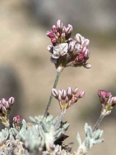Eriogonum wrightii
