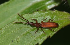 Cerobates