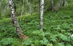Aconitum septentrionale, photograph Alexander Dubynin, CC BY, iNaturalist via GBIF