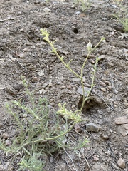 Cordylanthus nevinii