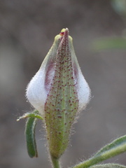 Cordylanthus nevinii