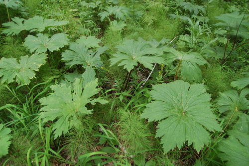 Aconitum septentrionale