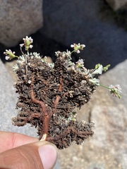 Eriogonum wrightii olanchense