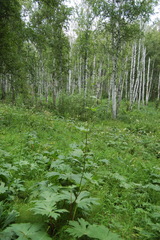 Aconitum septentrionale, photograph Alexander Dubynin, CC BY, iNaturalist via GBIF
