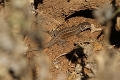 Liolaemus pseudolemniscatus