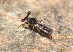 Sphyracephala bipunctipennis