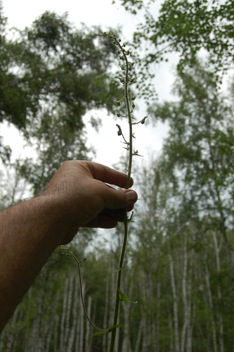 Aconitum septentrionale, photograph 3