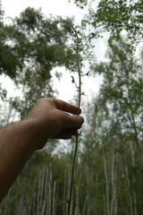 Aconitum septentrionale, photograph Alexander Dubynin, CC BY, iNaturalist via GBIF