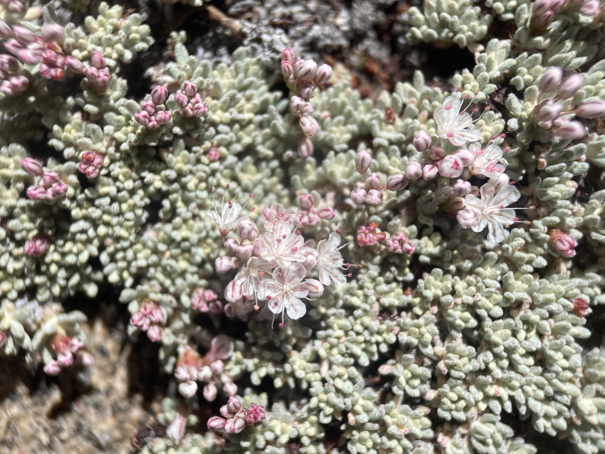 Eriogonum wrightii var. olanchense