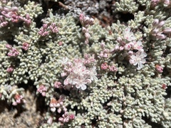 Eriogonum wrightii olanchense