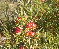 Dodonaea lobulata
