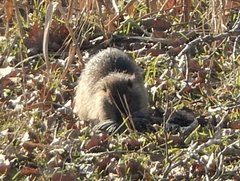Myocastor coypus