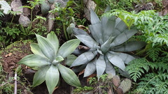 Agave mitis