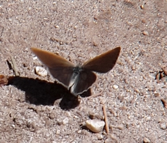 Coenonympha haydenii