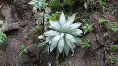 Agave mitis