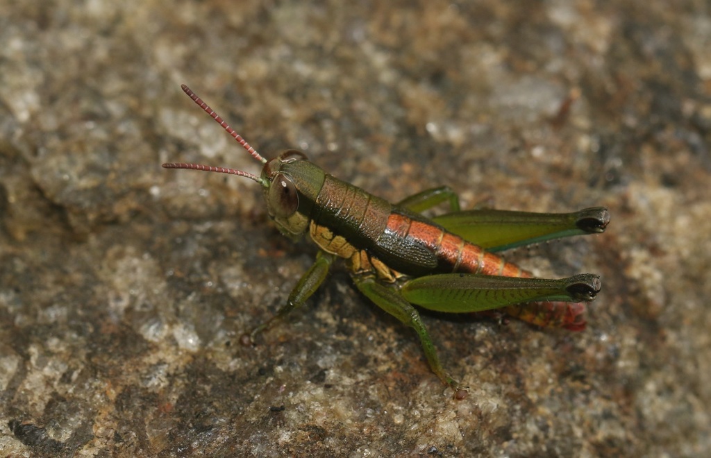 Cercina phillipsi