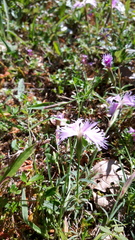 Dianthus sternbergii