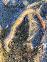 Phyllodocida