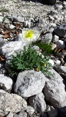 Papaver alpinum