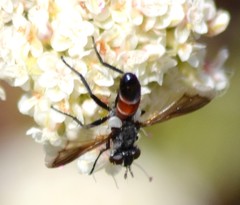 Cylindromyia intermedia