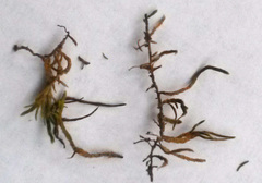 Ricciaceae