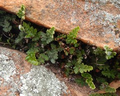 Cheilanthes lasiophylla