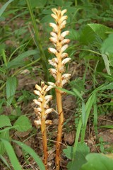 Orobanche krylowii