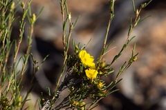Hibbertia virgata