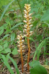 Orobanche krylowii