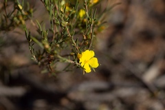 Hibbertia virgata