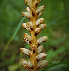 Orobanche krylowii