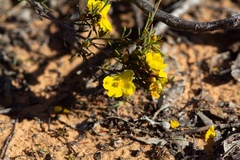 Hibbertia virgata