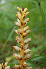 Orobanche krylowii