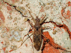 Hoplistoscelis