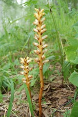 Orobanche krylowii