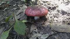 Russula mexicana