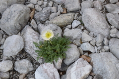 Papaver alpinum