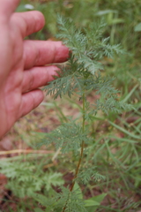 Artemisia gmelinii