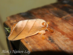Mahanta quadrilinea